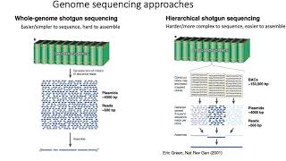 MCB 182 Lecture 23  Shotgun sequencing [upl. by Nancie]