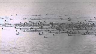 Common Merganser Flock [upl. by Nashbar]