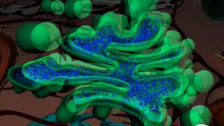 Golgi Apparatus  Structure and function of Golgi body  3D animation  in English [upl. by Ruberta]