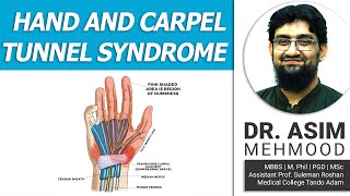 Introduction To Anatomy of hand  Carpel Tunnel Syndrome  Hindi  Urdu [upl. by Manwell]