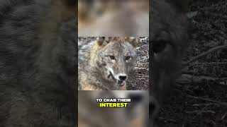 Master Snare Trapping Catch Coyotes and Foxes Easily [upl. by Siulesoj]