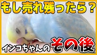 【売れ残ったインコはどうなる】意外な結末ペットショップの対応はコザクラインコ・セキセイインコBudgerigar [upl. by Josepha]