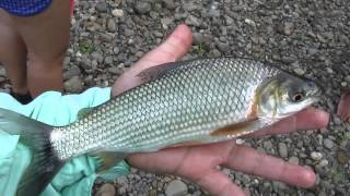 Pesca de Bocachico Prochilodus Magdalenae del Rio La Miel  Fishing Colombia [upl. by Hanauq]