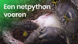 Hoe wordt een netpython gevoerd [upl. by Lihas]