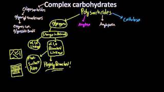 amylose amylopectin glycogen and cellulose [upl. by Lorrayne]