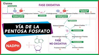 Vía de la pentosa fosfato  Bioquímica [upl. by Gigi]