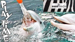 Delfinarium Duisburg DELFINE spielen OHNE FUTTER mit Pfleger und Tierärztin 🐬  zoosmedia [upl. by Mariska]