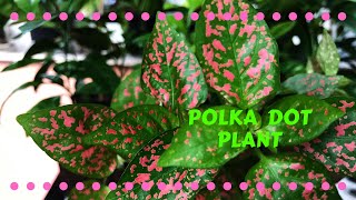 Polka Dot Hypoestes phyllostachya Care and Propagation [upl. by Vitoria]