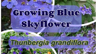 Thunbergia  Growing Blue Skyflower Thunbergia grandiflora  Bengal Clockvine  Thunbergia Plant [upl. by Yragerg]