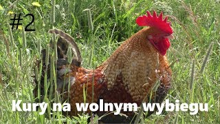 Kury na wolnym wybiegu 2 [upl. by Memberg]