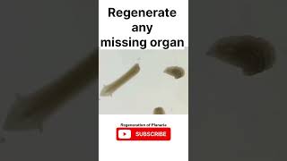 Regeneration in Planaria science biology sjw youtubeshorts shorts planaria [upl. by Libre]