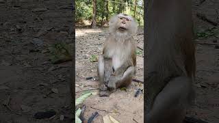 Wild mom monkey in Amber troop wildmonkey monkey shortsvideo wildlife [upl. by Iru549]