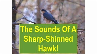 The Sounds of a SharpShinned Hawk [upl. by Rosenwald]