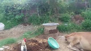 indian trending animals video [upl. by Broeder436]