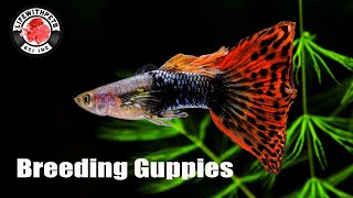 How to Breed Guppies STEP by STEP [upl. by Somisareg]