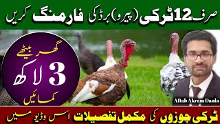 Turkey Farming Turkey Birds Farm In Pakistan And Small Business idea at home [upl. by Fennie]