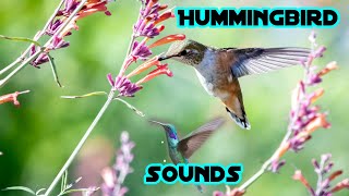 Hummingbird sounds  Ruby throated Hummingbird Sounds with Waves on a Lake  Bird Sounds [upl. by Brenan]