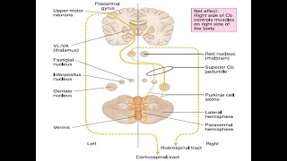 Cerebellum  Afferent Pathways [upl. by Anid]