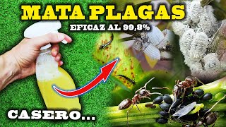 Aplica BICARBONATO en tus Plantas y MIRA QUE PASA  Fungicida Casero e Insecticida Ecológico [upl. by Maguire]