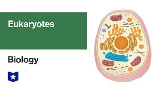 Eukaryotes  Biology [upl. by Terti]