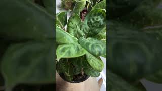 Aglonema Papuama aglonema plants houseplants indoorplant [upl. by Ahseyn]