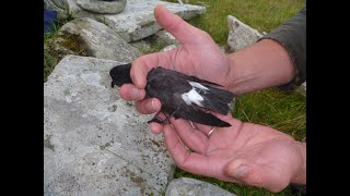 Stormpetrels Mousa Shetland [upl. by Emyle]