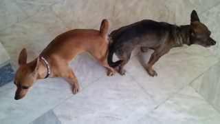 Mirella Mini Pinscher Dog Mating and get stuck Dog Breeding Mating Tie Breeding Tie [upl. by Anette]