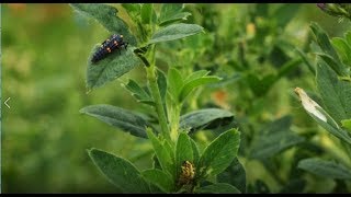 Agrobiodiversity [upl. by Milda783]