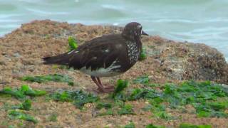 Shore bird forages on rocks [upl. by Cost311]