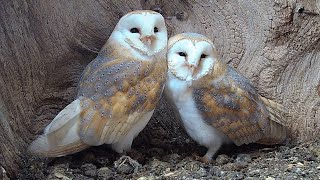 Barn Owl Pair Ready For Eggs  Gylfie amp Finn  Robert E Fuller [upl. by Duston]