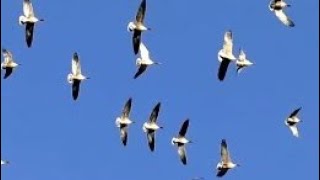 PINK FOOTED GEESE in Flight  Anser brachyrhynchus [upl. by Kuo127]