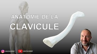 Anatomie de la Clavicule [upl. by Venn]