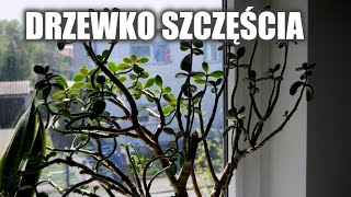 Drzewko szczęścia Jak pielęgnuję │Semika [upl. by Nnailuj917]