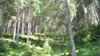 Neue Quelle im Wald  Schwarzwald  Black Forest [upl. by Cerveny]