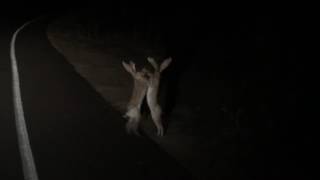 two jack rabbits fighting on the road at night [upl. by Ellerred]