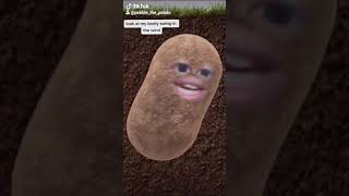 Im a potatooo TikTok by Pebble the Potato [upl. by Yesiad]