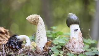 Phallus impudicus Documentary Time lapse [upl. by Aennaej320]