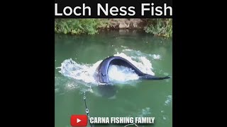 LOCH NESS CATFISH 😱 fishing silure shorts [upl. by Eilsew897]