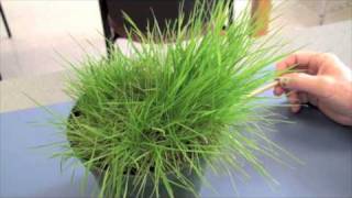 Cool Season Turfgrasses  Part 2 [upl. by Harlie]