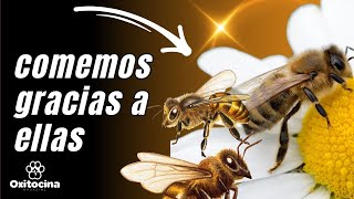 ABEJAS MELÍFERAS Trabajadoras incansables y bien organizadas 🐝🐝 [upl. by Mines739]