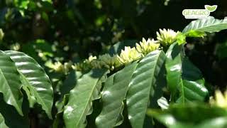 Tratamento para lavoura de café florada ter maior pegação  Geagro  Cuidando do Cafezal [upl. by Mcleroy126]