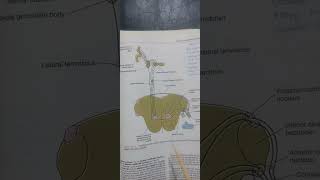 PONSgrossInternal structureTS at facial colliculusTS at trigeminal nucleineuroanatomy [upl. by Pheni]