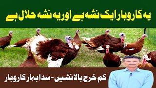 Turkey Birds Farming in PakistanBirds Farming at Home [upl. by Nikolia]