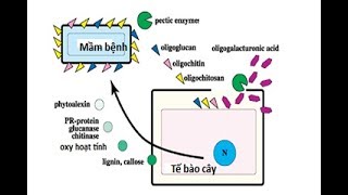 CHELATE LÀ GÌ  Phần 1 [upl. by Walston]