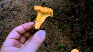 Chanterelle Identification [upl. by Tim]