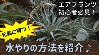 もう枯らしたくない！ エアプランツの水やり方法を紹介！（改） 簡単に実践できるチランジアの育て方① [upl. by Willock]