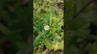 কেশরাজEclipta prostratafalse daisy nature beautiful beauty amazing village bangladesh love [upl. by Aerdnaid272]