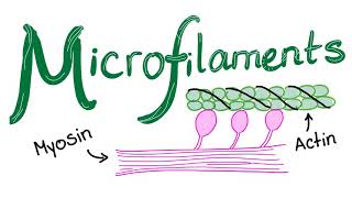 Microfilaments [upl. by Mozes95]