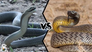 BLACK MAMBA VS INLAND TAIPAN  Which is the most deadly and powerful [upl. by Arahsak]