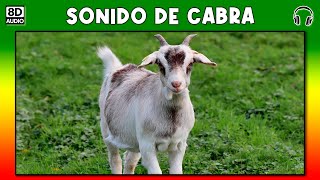 SONIDO DE CABRA 🐐 [upl. by Olive]